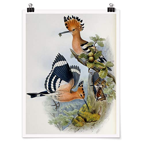 Bilderwelten Poster Wanddeko Kunstdruck mit Klammern John Gould - Wiedehopf Matt 60 x 45cm von Bilderwelten