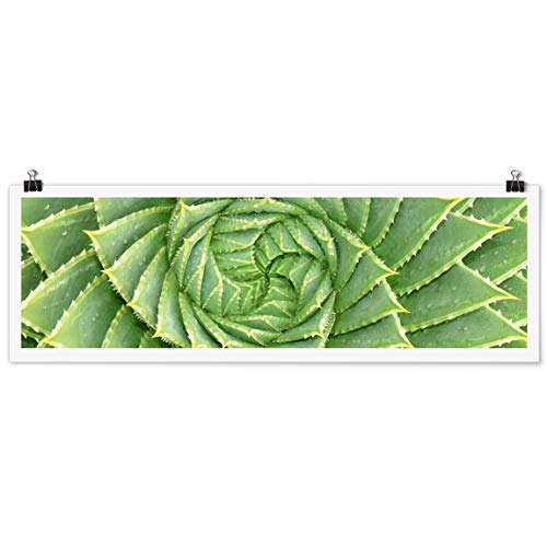 Bilderwelten Poster Wanddekoration Spiral Aloe Querformat, Selbstklebend seidenmatt 30 x 90cm Bilderwelten Poster Wanddekoration Spiral Aloe Querformat, Selbstklebend seidenmatt 30 x 90cm von Bilderwelten