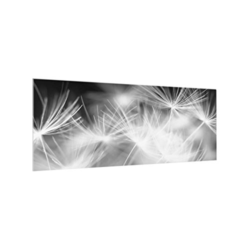 Bilderwelten Spritzschutz Glas - Pusteblumen schwarzer Hintergrund Panorama Quer 40cm x 100cm von Bilderwelten
