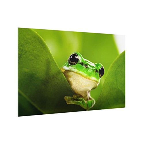 Bilderwelten Spritzschutz Glas - Wetterfrosch - Quer 2:3, HxB: 40cm x 60cm von Bilderwelten