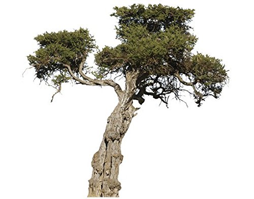Bilderwelten Wandtattoo Baum No.394 Olivenbaum, Größe HxB:28cm x 30cm von Apalis