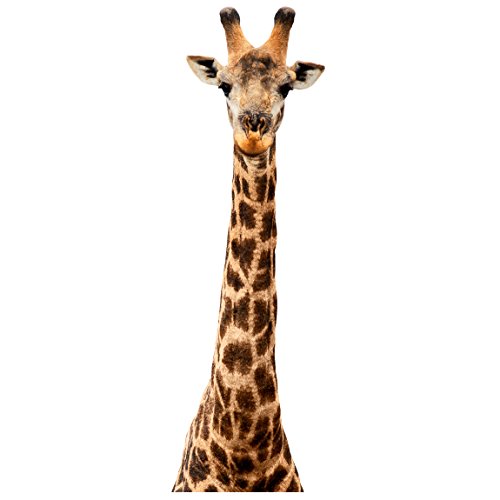 Bilderwelten Wandtattoo Giraffenkopf Wandtattoo Wandsticker Afrika Safari Giraffe Tiere, Größe HxB:41cm x 13cm von Bilderwelten