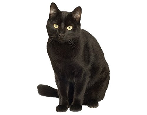 Bilderwelten Wandtattoo Katze No.133 Schwarzer Kater, Größe HxB:30cm x 20cm von Bilderwelten