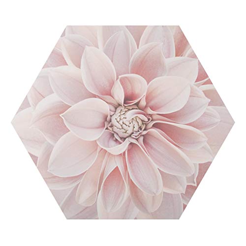 Hexagon Bild Alu-Dibond - Dahlie in Puderrosa, 30cm x 35cm, Seidenmatt von Bilderwelten