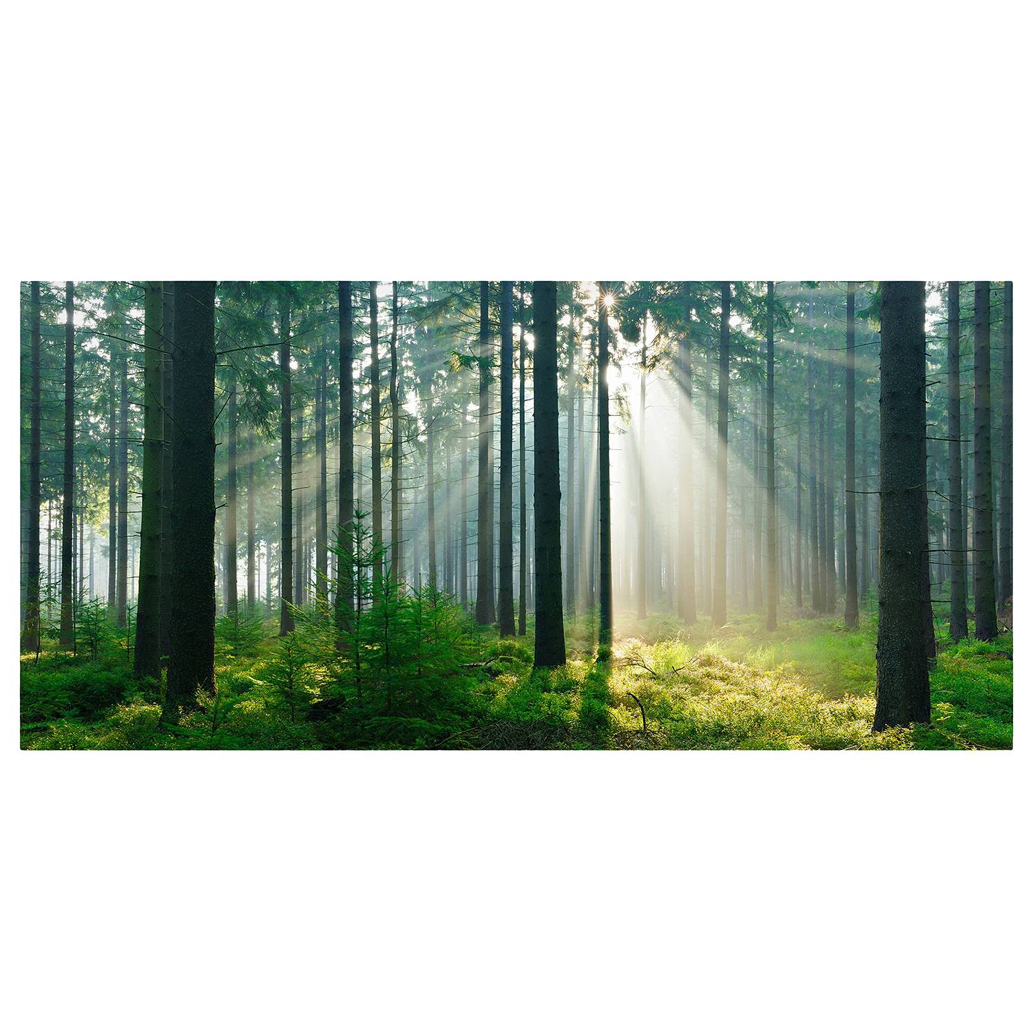 Magnettafel Enlightened Forest von Bilderwelten