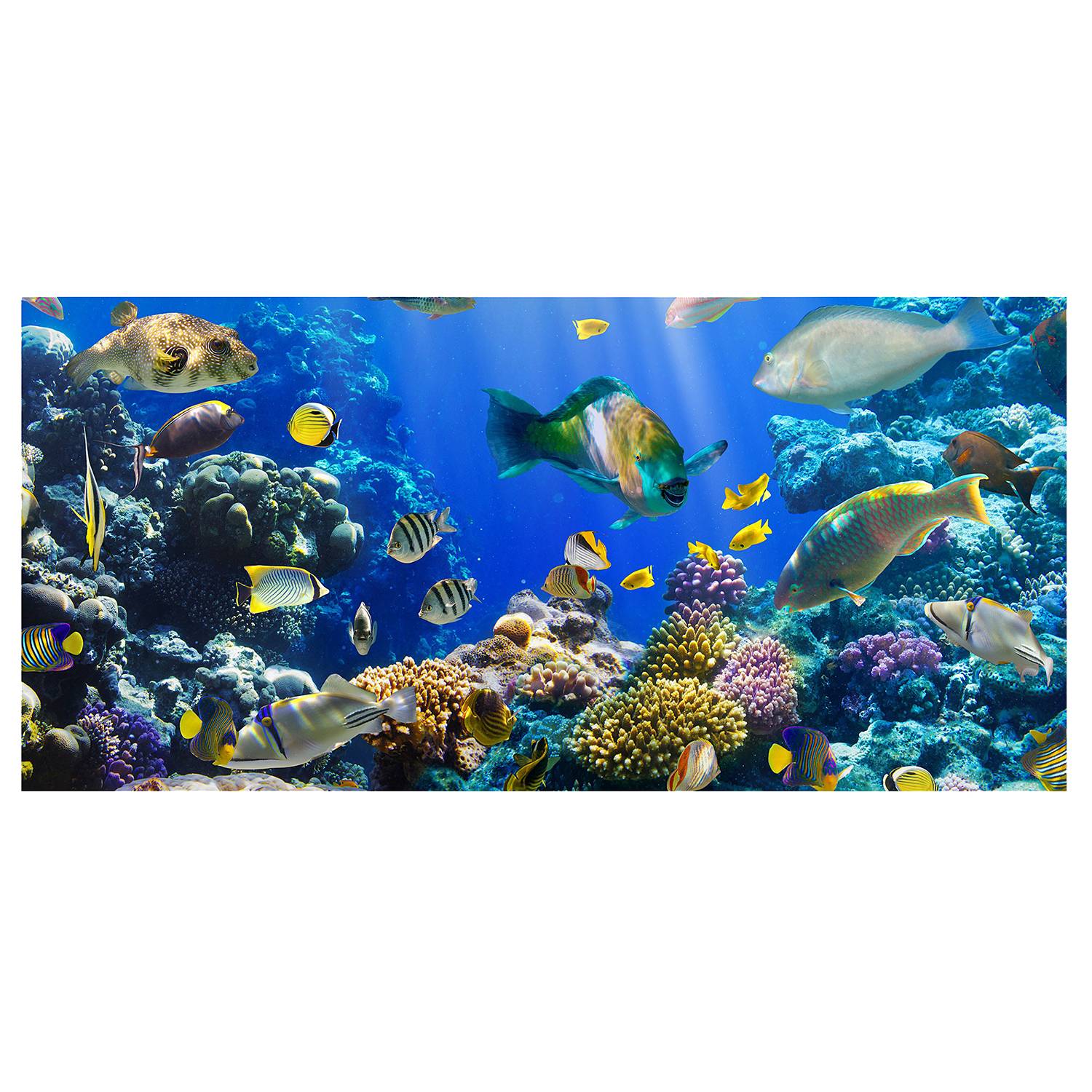 Magnettafel Underwater Reef von Bilderwelten