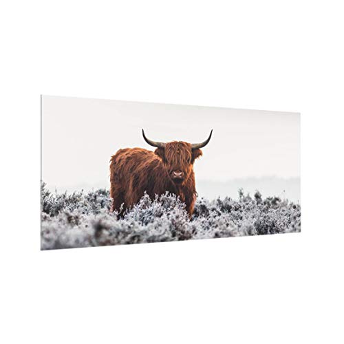 Spritzschutz Glas Küchenrückwand Bison in den Highlands Querformat, 40cm x 80cm von Bilderwelten