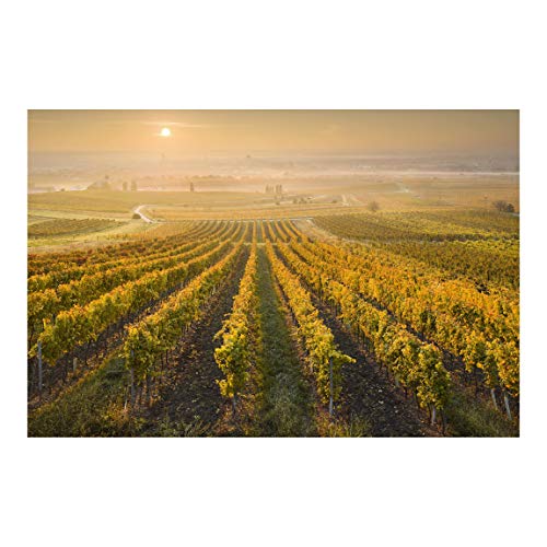 Tapete selbstklebend - Herbstliche Weinberge bei Wien - Fototapete 255 x 384 cm von Bilderwelten
