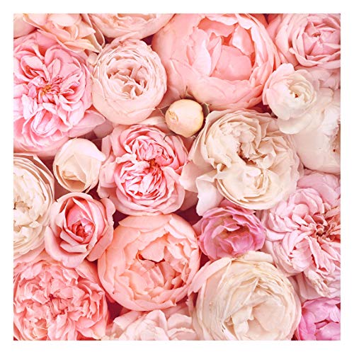 Tapete selbstklebend - Rosen Rosé Koralle Shabby Fototapete, 288cm x 288cm von Bilderwelten
