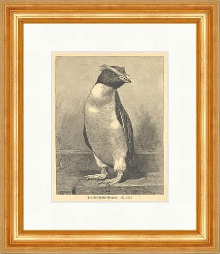 Biller Antik Der Felshüpfer Pinguin Tiere Schnabel Holzstich Superpreis Gerahmt 0093 von Biller Antik