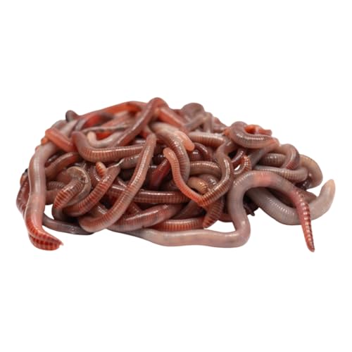 Kompostwurm-Mix 1000 gram ≈ 1000 STK. eingebettet in Kompost für 100% sicheres Versand | Mit 3 Arten lebenden Kompostwürmer | Billiebin von Billiebin