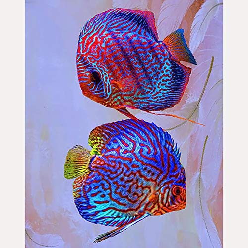 Bimkole DIY 5D Diamond Painting Zubehör Fisch, Meerwasser Paar abstrakte Malerei Diamant Malerei Kit Voll Runde Bohrer Malen nach Zahlen Malerei Stickerei Kreuzstich Diamond Dekoration, (30x40 cm) von Bimkole