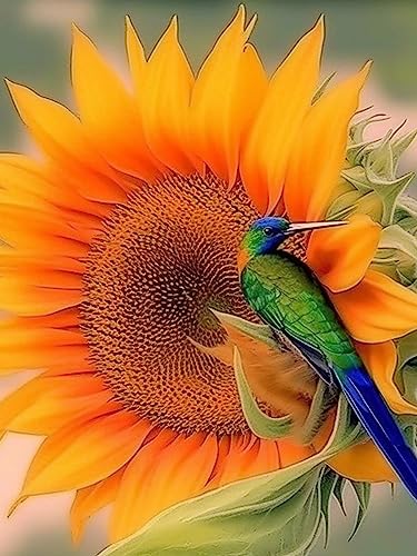 Bimkole DIY 5D Diamond Painting Zubehör Kolibri Sonnenblume, Tiere Pflanzen Diamant Malerei Kit Voll Runde Bohrer Malen nach Zahlen Malerei Stickerei Kreuzstich Diamond Dekoration, (30x40 cm) von Bimkole