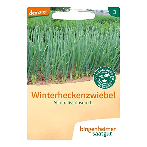 BINGENHEIMER Saatgut, Winterheckenzwiebel von Bingenheimer Saatgut