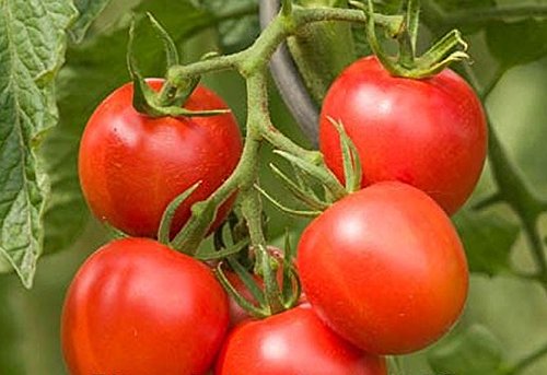 Bingenheimer Tomate Dorenia, Bio, 1 Portionstüte, ausreichend für 15-20 Pflanzen von Bingenheimer