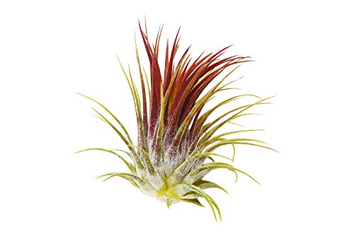 Tillandsia ionantha rubra, rote echte Luftwurzelpflanze für die Vivariumdekoration Tillandsia ionantha rubra, rote echte Luftwurzelpflanze für die Vivariumdekoration von BiotopeAquatics