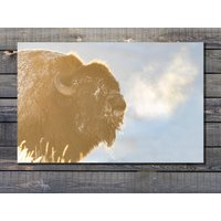Ein Bison Bellows - Yellowstone Druck von BirdforThought