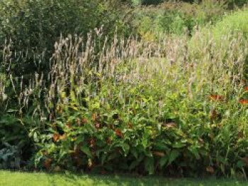 Kerzen-Knöterich 'Alba', Bistorta amplexicaulis 'Alba', Topfware Kerzen-Knöterich 'Alba', Bistorta amplexicaulis 'Alba', Topfware von Bistorta amplexicaulis 'Alba'