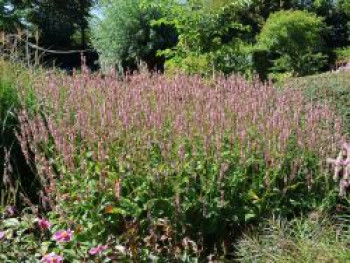 Kerzen Knöterich 'Rosea', Bistorta amplexicaulis 'Rosea', Topfware Kerzen Knöterich 'Rosea', Bistorta amplexicaulis 'Rosea', Topfware von Bistorta amplexicaulis 'Rosea'