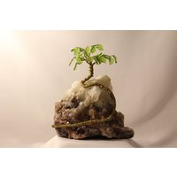 Calcitpalme Calcitpalme von BlackSwanCreativeCo