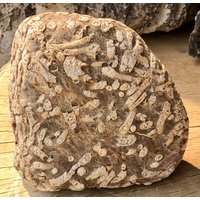 Montana Ejekta Melt Fossil/Ejekta Fossil Specimen 4 lbs 1.75 Oz von BlazeNGems