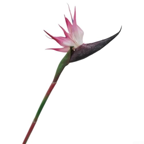 Künstliche Paradiesvogel Blume Packung mit sechs Stück für Innen Garten und Hochzeit Dekoration mit flexiblem Eisendraht und Kunststoffkonstruktion (Trompete Rosa) von BlesConi