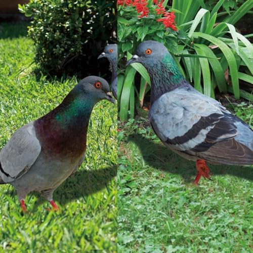 Stabile Taubenstatue aus Acryl, perfekt für die Verschönerung von Garten- und Bauernhof-Umgebungen (B) von BlissfulAbode