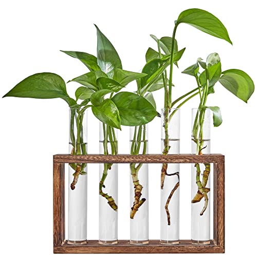 BlogBlog Reagenzglas Anzuchtstation Wandbehang Glas Pflanzgefäß (5 Röhrchen) von BlogBlog