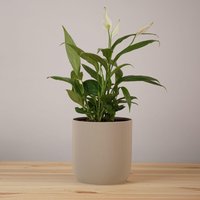 Pflanztopf Tova | Klein - Scandi Design, Modern Pflanzengefäß Für Zuhause, Stilvoller Blumentopf Zimmerpflanzen & Deko von Blomskol