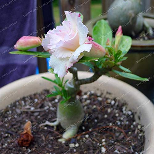 Bloom Green Co. 1 Stk Desert Rose Bonsai Topfblumen Bonsai Adenium Obesum Indoor Bonsai Plant Mini Topfbaum für Hausgarten-Anlage: 15 von Bloom Green Co.