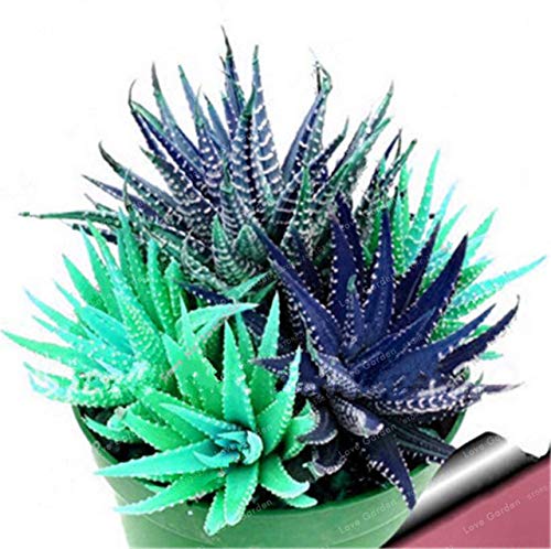 Bloom Green Co. 100 PC Bunte Kaktus Rebutia Variety Mix Exotische blühende Kakteen Rare Cactus Aloe Bonsai Büro-Minianlage Sukkulenten Bonsai: 6 von Bloom Green Co.