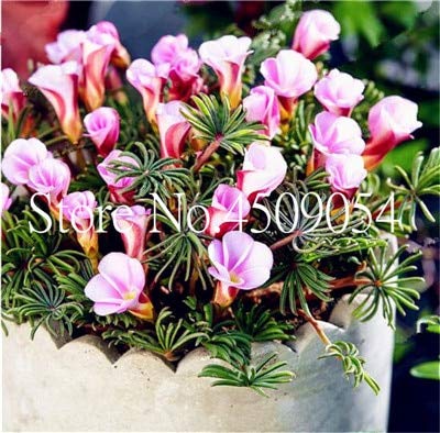 Bloom Green Co. 100 Stück Oxalis Holz Sorrel Blumen Oxalis Lila Kleeblatt-Klee-100% reale Blumen Bonsai Pflanze Staude im Freien für Hausgarten: 1 von Bloom Green Co.