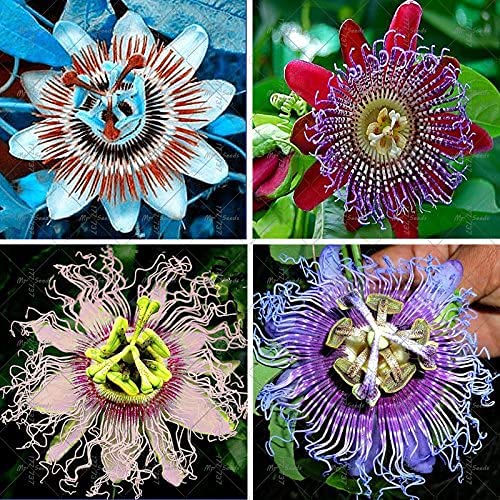 Bloom Green Co. 100 Stück Passionsblume Pflanze Topf Bonsai Seltene Blume Pflanze Passiflora Zierpflanze für Hausgarten Hof: gemischt von SVI