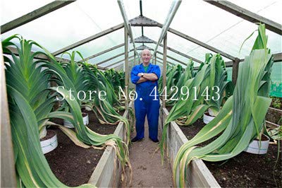 Bloom Green Co. 100 Stück Riesen-Knoblauch-Lauch (Allium tricoccum) Samen verbessern die Immunität Gemüsesamen Gesunde Nahrung Samen: Gelb von Bloom Green Co.