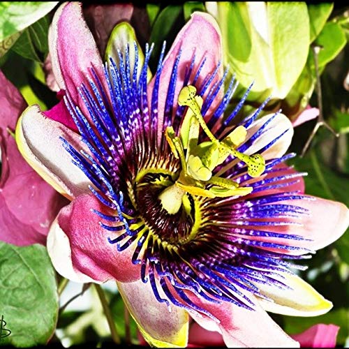 Bloom Green Co. 10pcs Bonsai Passionsblume Mischungsfarbe schöne Blumen Passions Pflanzen selten Bonsai Blume DIY Minigarten: 5 von Bloom Green Co.