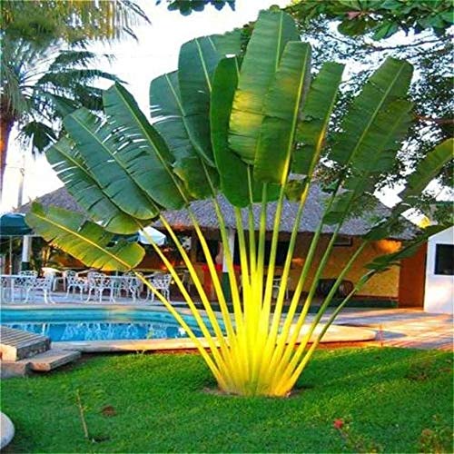 Bloom Green Co. 10pcs gaint Bonsai Palme Pflanze Trachycarpus Evergreen tropische Staude Palme DIY Hausgarten Topfpflanzen von Bloom Green Co.