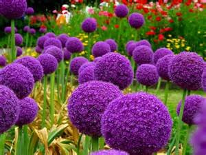 Bloom Green Co. 200pcs / bag Riesen Allium giganteum Zwiebel Bonsai schöne lila Blüten Hausgarten Zwiebeln Topfpflanzen Blume Pflanze: mix-100 von Bloom Green Co.