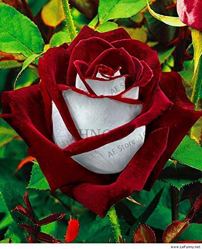Bloom Green Co. 2018 Neue 100 PC/bag seltene Rosenpflanze Black Rose Blume mit rotem Rand Bonsai Blume flores Für Hausgartenblumen plantas pla: 13 von Bloom Green Co.