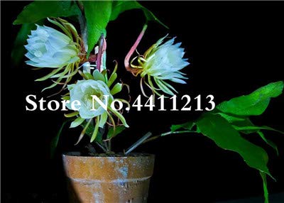 Bloom Green Co. 50 Stück Bonsai Epiphyllum Blume Kaktus hängende Pflanzen Doppel Petals Bonsai Blumen Topfpflanze Natur Wachstum für Hausgarten: 20 von Bloom Green Co.