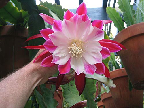 Bloom Green Co. 50 Stück Bonsai Epiphyllum Blume Kaktus hängende Pflanzen Doppel Petals Bonsai Blumen Topfpflanze Natur Wachstum für Hausgarten: 5 von Bloom Green Co.