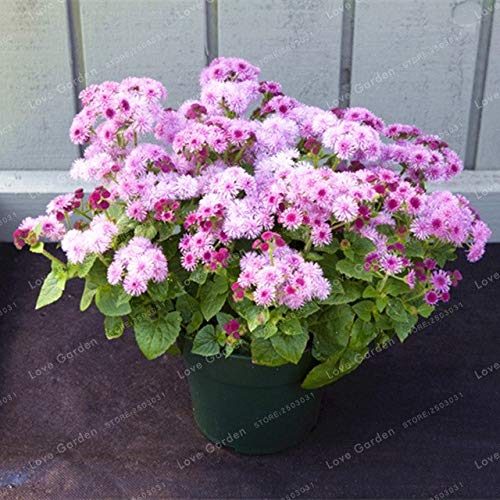 Bloom Green Co. Ageratum conyzoides Bonsai Seltene schöne Blume Bonsai-Hausgarten Bonsai Blumen Balkonpflanze 100 Stück Topfpflanze: 1 von Bloom Green Co.