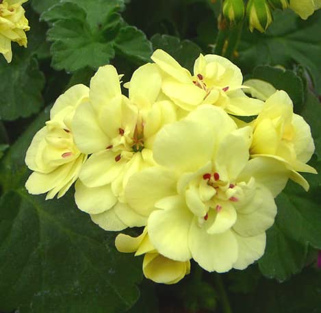 Bloom Green Co. Bonsai Geranium 100 Stück Japanischer Gelb Ppleblossom Rosebud Pelargonium blühende Geranien Balkon Seedssplant Für Hausgarten: gemischt von Bloom Green Co.