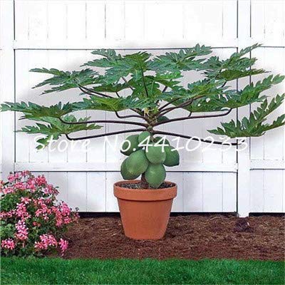 Bloom Green Co. Echte Papaya Bonsai-Baum im Freien Organischen süÃŸen Papaya Bonsai für Gärten Gemüse * Obst Tropic Pflanzen Sementes 50 PC/Beutel: n von Bloom Green Co.