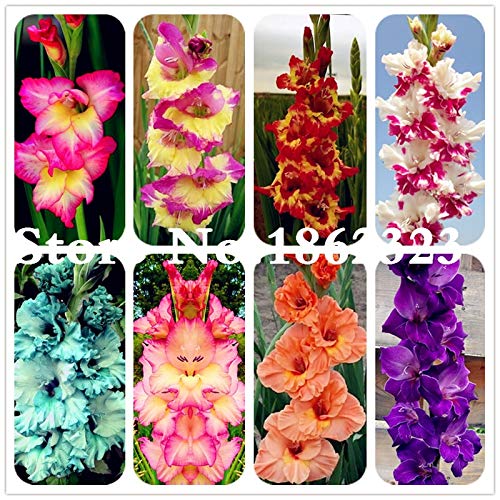 Bloom Green Co. Multi-Color Gladiolusblume (Nicht Gladiolen Zwiebeln), 95% Keimung, DIY Aerobic Topf, Rare Gladiolen Bonsai Flower-120 Pcs: gemischt von Bloom Green Co.