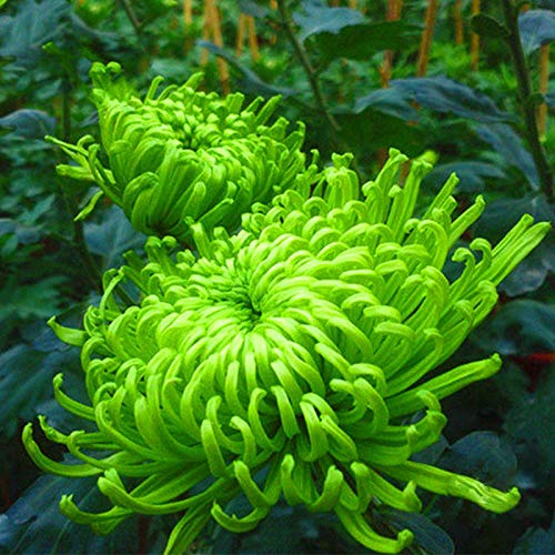 Bloom Green Co. Sale! Balkon Topf Seltene Grün Chrysantheme-Blumen-Garten Schöne Topfpflanze Bonsai 100 PC/Satz, NZRAQ5 von Bloom Green Co.