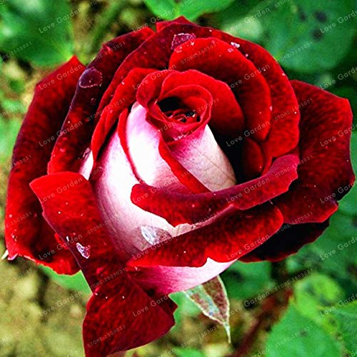 Bloom Green Co. Zwei Farben Rose Blumen Bonsai 25 Farben Auswahl Home Garten Staude Blumen Schöne Bonsai Pflanze DIY Garten 50 Stück: 15 von Bloom Green Co.