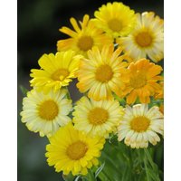 75 Gänseblümchen-Formel-Mix-Zwergtopf/Ringelblumen-Blumensamen Reiche Blüte Ringelblume Einjährige Ringelblume 75 Gänseblümchen-Formel-Mix-Zwergtopf/Ringelblumen-Blumensamen Reiche Blüte Ringelblume Einjährige Ringelblume von BloomOutlet