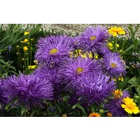 Aster Samen - Sternlichtblaugroße Dunkellila Blaue Federleichte Blütengartenblumensamencallistephus Chinensissommeraster von BloomOutlet