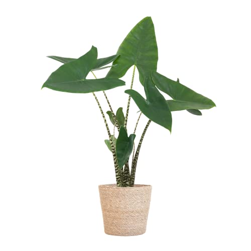 BloomPost Alocasia Zebrina — 60-70 cm + Korb — Zimmerpflanze — Pflegeleichte Zimmerpflanze — Einfach zu züchtende Zimmerpflanzen für das Büro — Topf im Lieferumfang enthalten von BloomPost