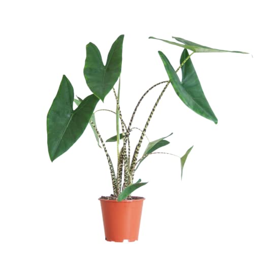 BloomPost Alocasia Zebrina - 60-70 cm Zimmerpflanzen Echt - Indoor Pflanzen für Wohnung und Büro - Pflegeleicht und Luftreinigende Pflanze - Topf Nicht Enthalten von BloomPost